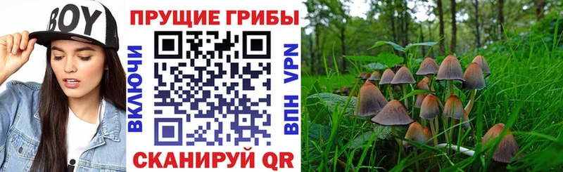 Псилоцибиновые грибы Magic Shrooms  omg рабочий сайт  Шенкурск  как найти наркотики 